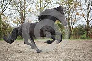 Perfect friesian stallion running on sand in autumn