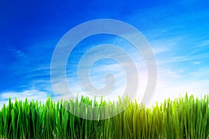 Perfect grass field nature background