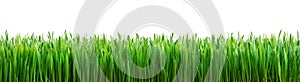 Perfect grass isolated