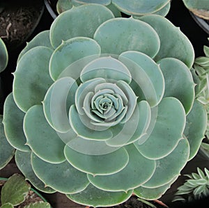 Perfect green flower on a garden