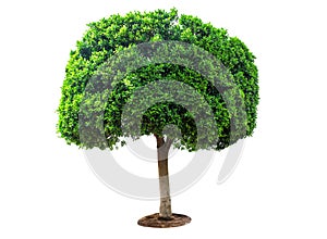 Perfect green tree on white