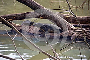 Perfect illustration of rainforest animal community on Sri Lanka