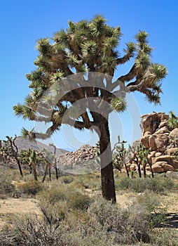 A Perfect Joshua Tree with others in the background and rock formations at Joshua Tree National Park, Mojave Desert, California