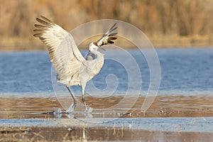 Perfect landing of sandhill crane