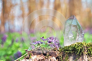 Perfect large shining crystal of transparent quartz in sunlight on spring nature. Gem on moss stump background close-up photo