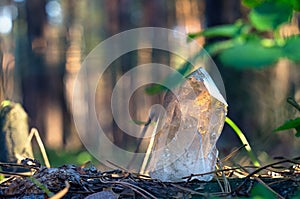 Perfect large shining crystal of transparent quartz in sunlight on spring nature. Gem on pine forest background close-up