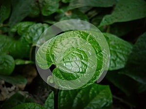 A perfect leaf with sharper veins