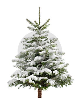 Perfektné malý vianočný stromček v sneh 