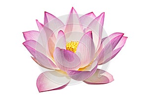 Perfect lotus