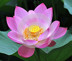 Perfect lotus