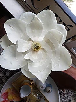 Perfect Magnolia Art