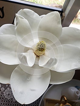 Perfect Magnolia Petals