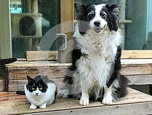 A perfect match for a border collie and a cow cat