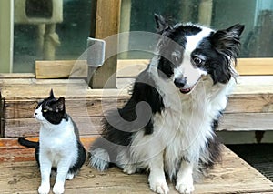 A perfect match for a border collie and a cow cat