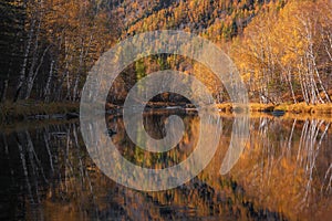 Perfect Mirror Reflection Of Mixed Autumn Forest  Birch, Aspen, Larch And  Fir  In Calm Mountain River. Morning In Altai, Siberi