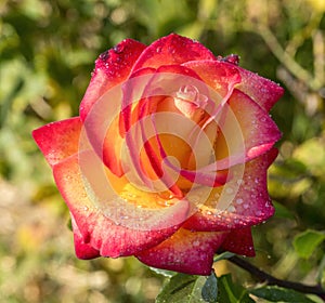 \'Perfect Moment\' Red Blend Hybrid Tea Rose in Bloom.