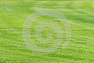 Perfect mowed green grass lawn background. photo