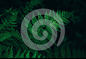 Perfect natural fern leaves background.