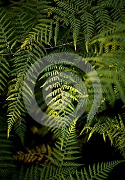 Perfect natural fern pattern.