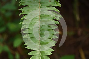 Perfect natural fern pattern. Beautiful background made with young green fern leaves