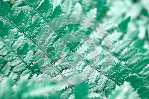 Perfect natural fern pattern. Beautiful background made with young green fern leaves close up photo