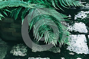 Perfect natural young fern leaves on background of old grey cobblestone pavement with dark green moss in the seams. Dark