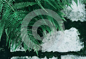 Perfect natural young fern leaves on background of old grey cobblestone pavement with dark green moss in the seams. Dark and moody