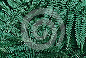 Perfect natural young fern leaves pattern background. Dark and moody feel. Top view