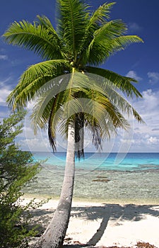 Perfect palm shade