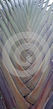 Perfect palm structure