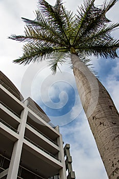 Perfect palm tree stands against blue sky and apartment block at Gateway in KZN South Africa