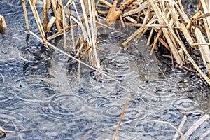 Perfect pattern of circles in water made as raindrops splash dow