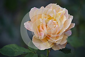 A perfect peach rose found in the gardens at the Biltmore Estates in Asheville, North Carolina. photo