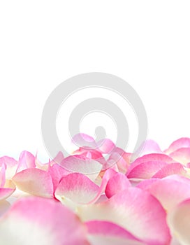 Perfect petals of pink roses