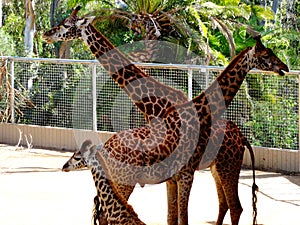 Happy family of giraffes