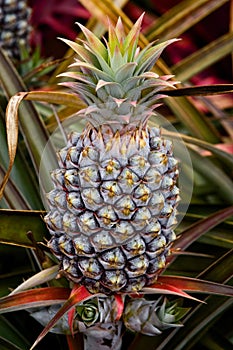 Perfect Pineapple