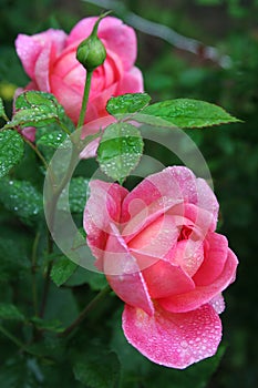 Perfect pink English rose buds and blossoms glow in a spring garden after a rainstorm