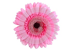 Perfect Pink Gerbera