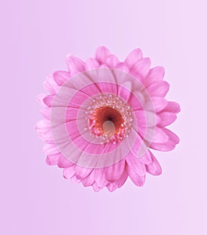 Perfect pink gerbera daisy on pastel background