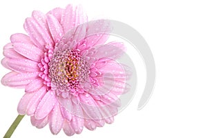 Perfect Pink Gerbera with dew