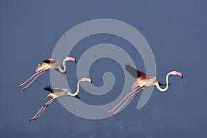 Perfect Pink Greater Flamingo Birds Flying in the Blue Sky