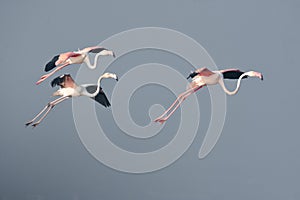 Perfect Pink Greater Flamingo Birds Flying in the Sky