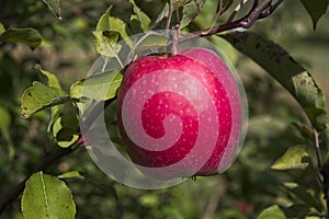 Perfect Pink Lady Apple on Branch