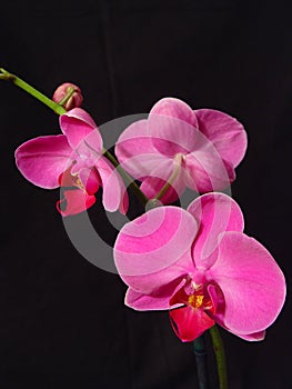 Perfect Pink Orchids