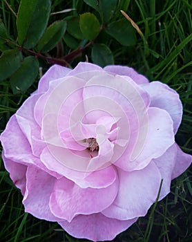 Perfect Pink Petals