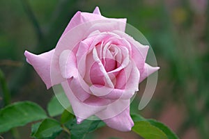 Perfect Pink Rose