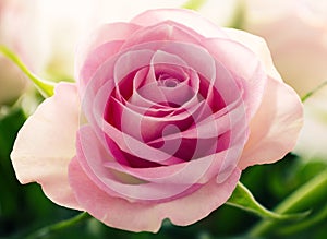 Perfect pink rose