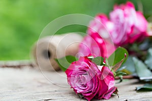 Perfect pink rose flower on wood