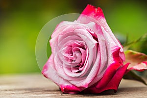 Perfect pink rose flower on wood outdoors