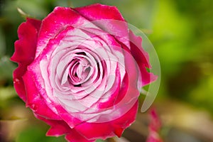 Perfect pink rose flower on wood outdoors